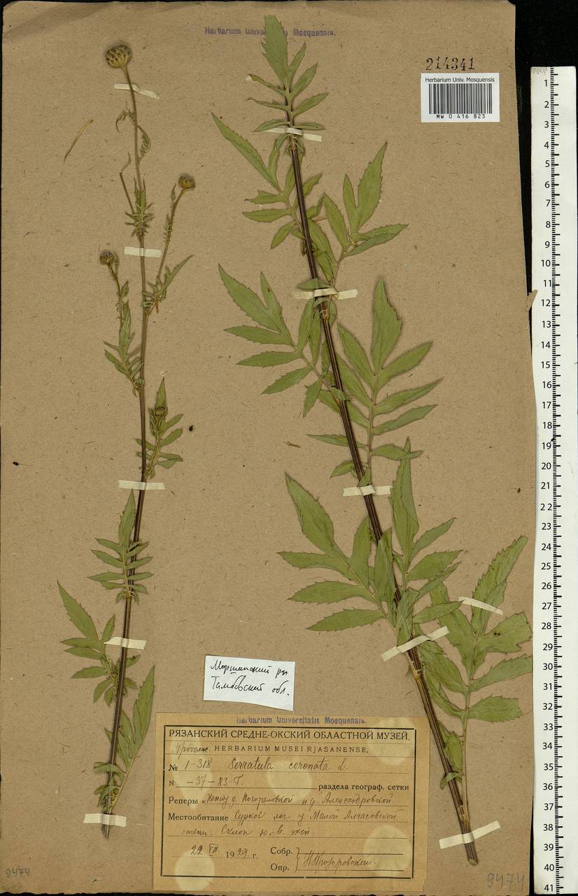 MW0416823 Serratula Coronata Specimen mw0416823-serratula-coronata-specimen