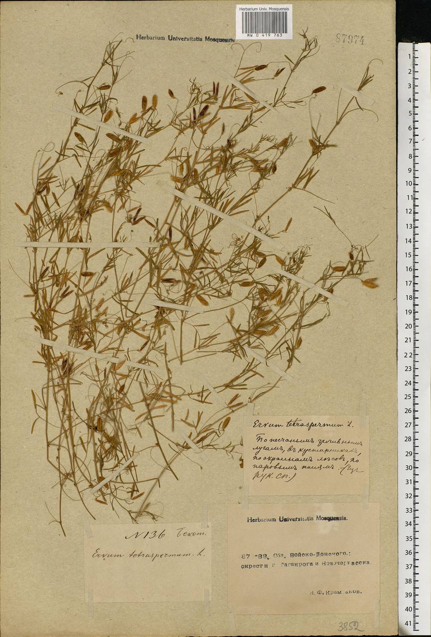 Горошек четырехсемянный (L.) Schreb., Восточная Европа, Ростовская область (E12a) (Россия)