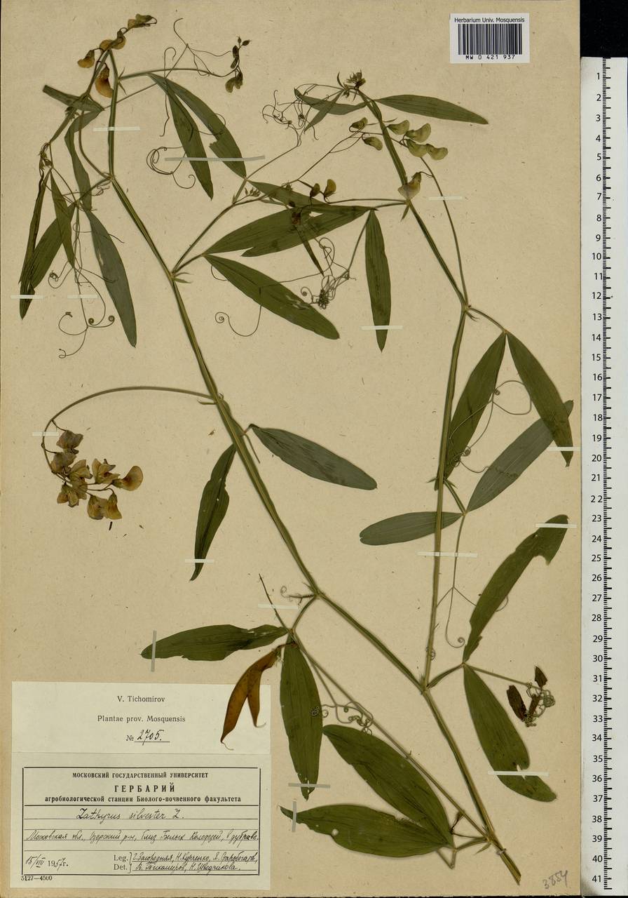 Чина Лесная Lathyrus Sylvestris