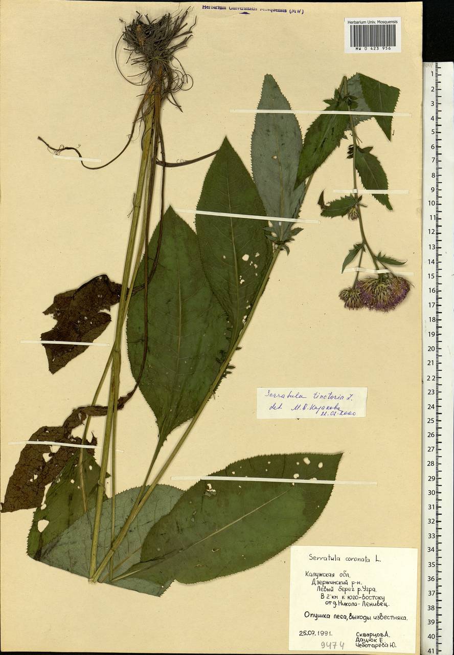 Серпуха красильная L., Восточная Европа, Центральный район (E4) (Россия)