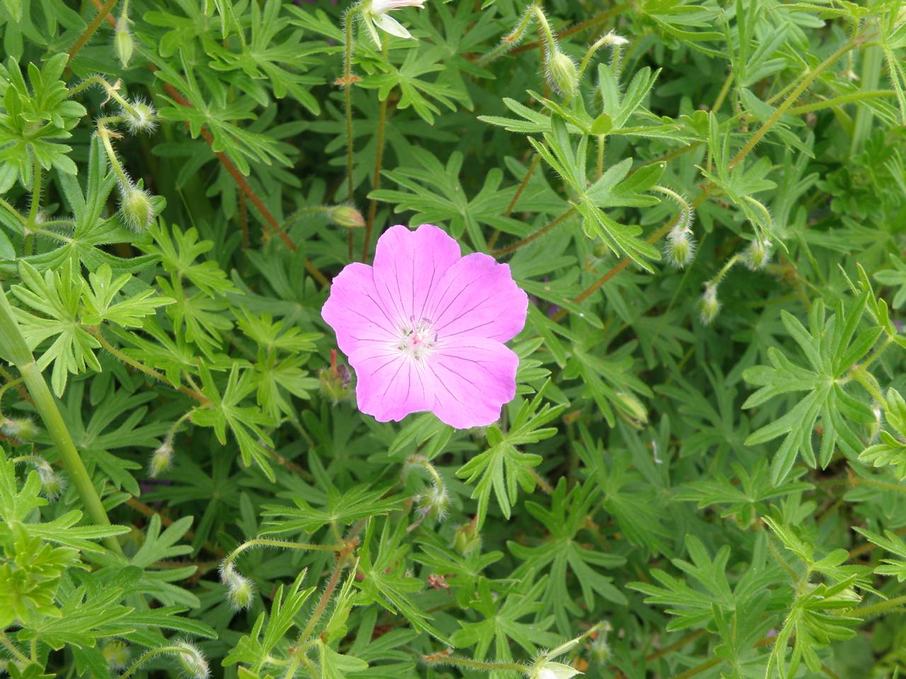 Герань кроваво-красная (Geranium sanguineum)