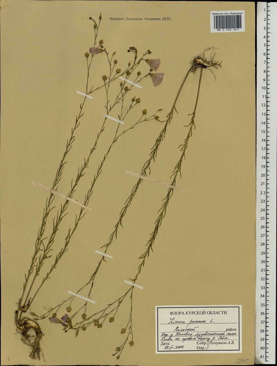 Лен многолетний L., Восточная Европа, Центральный лесостепной район (E6) (Россия)