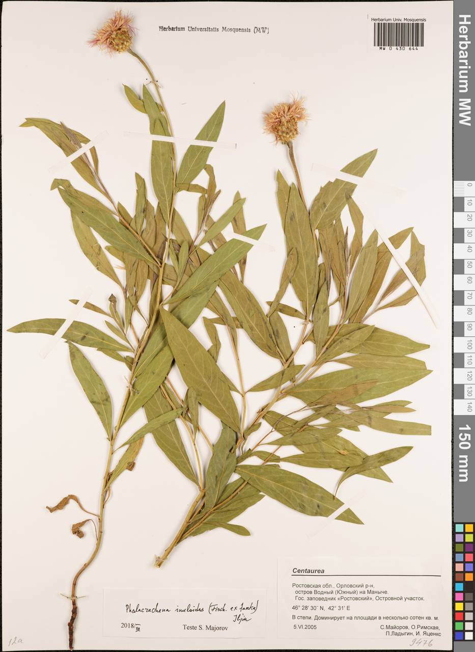 Лысосемянник девясиловидный (Fisch. ex Nyman) Iljin, Восточная Европа, Ростовская область (E12a) (Россия)