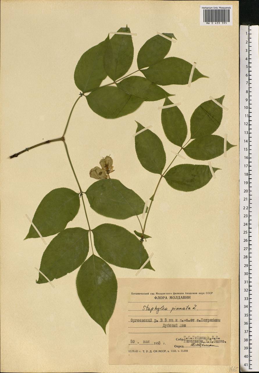 MW0433395, Staphylea pinnata ( перистая), specimen