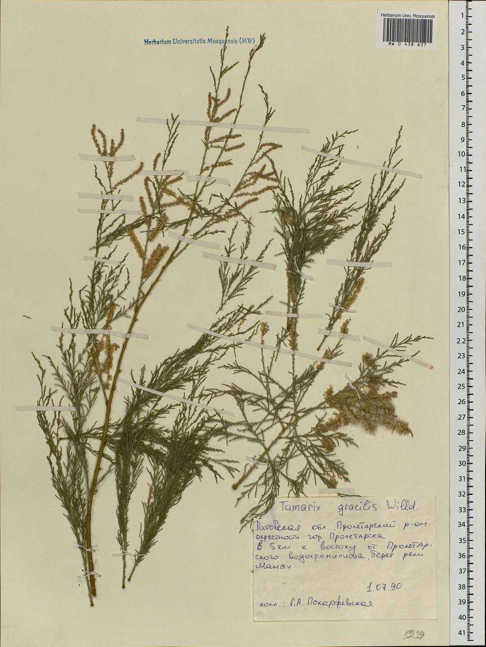 Гребенщик многоветвистый, Гребенщик ветвистый Ledeb., Восточная Европа, Ростовская область (E12a) (Россия)