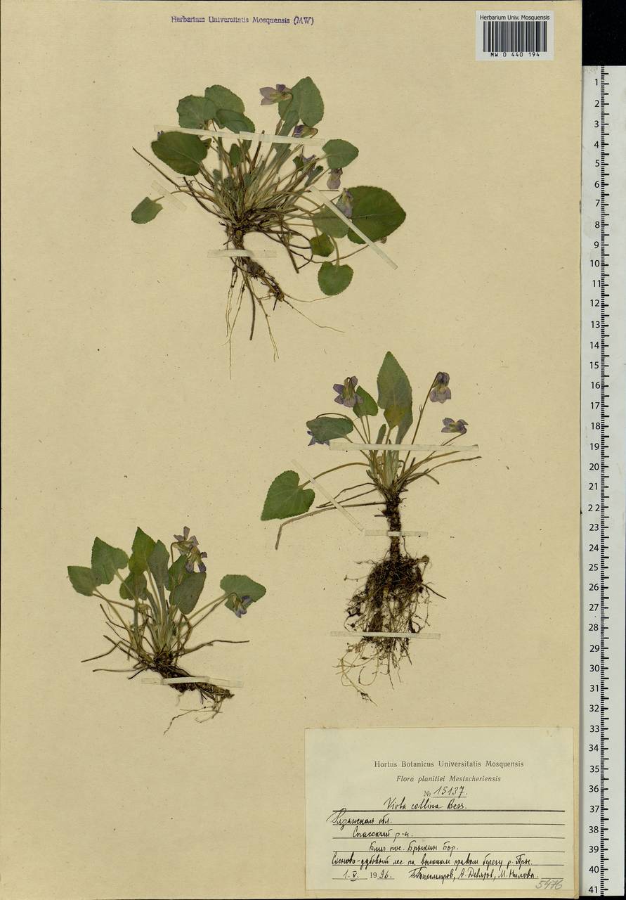 Фиалка холмовая рисунок Viola Collina