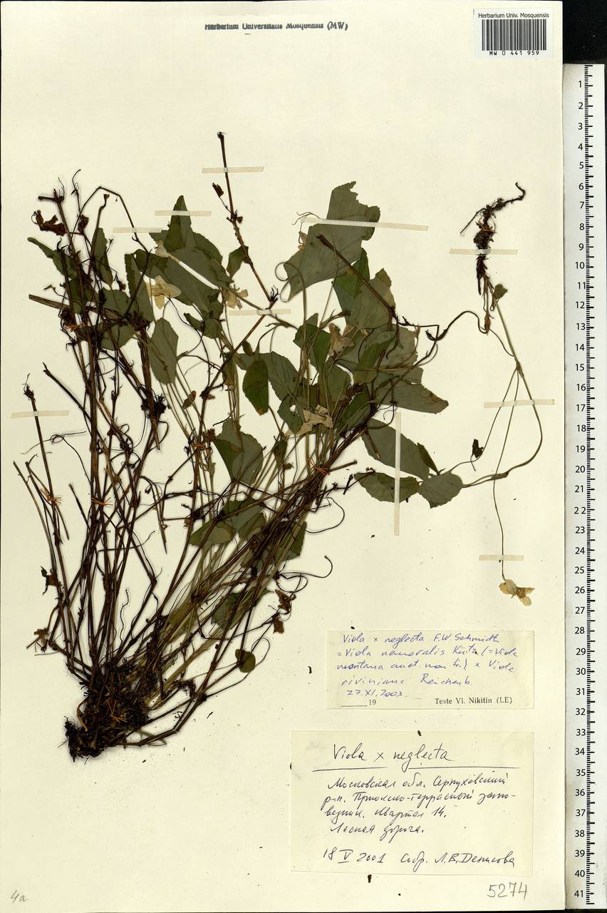 Viola × neglecta F. W. Schmidt, Восточная Европа, Московская область и Москва (E4a) (Россия)