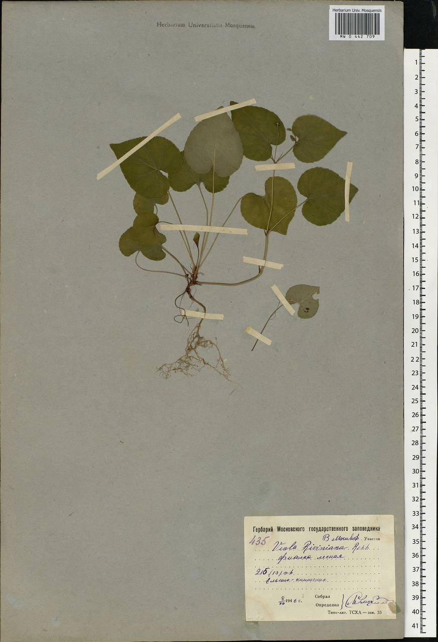 Фиалка Ривиниуса Rchb., Восточная Европа, Московская область и Москва (E4a) (Россия)