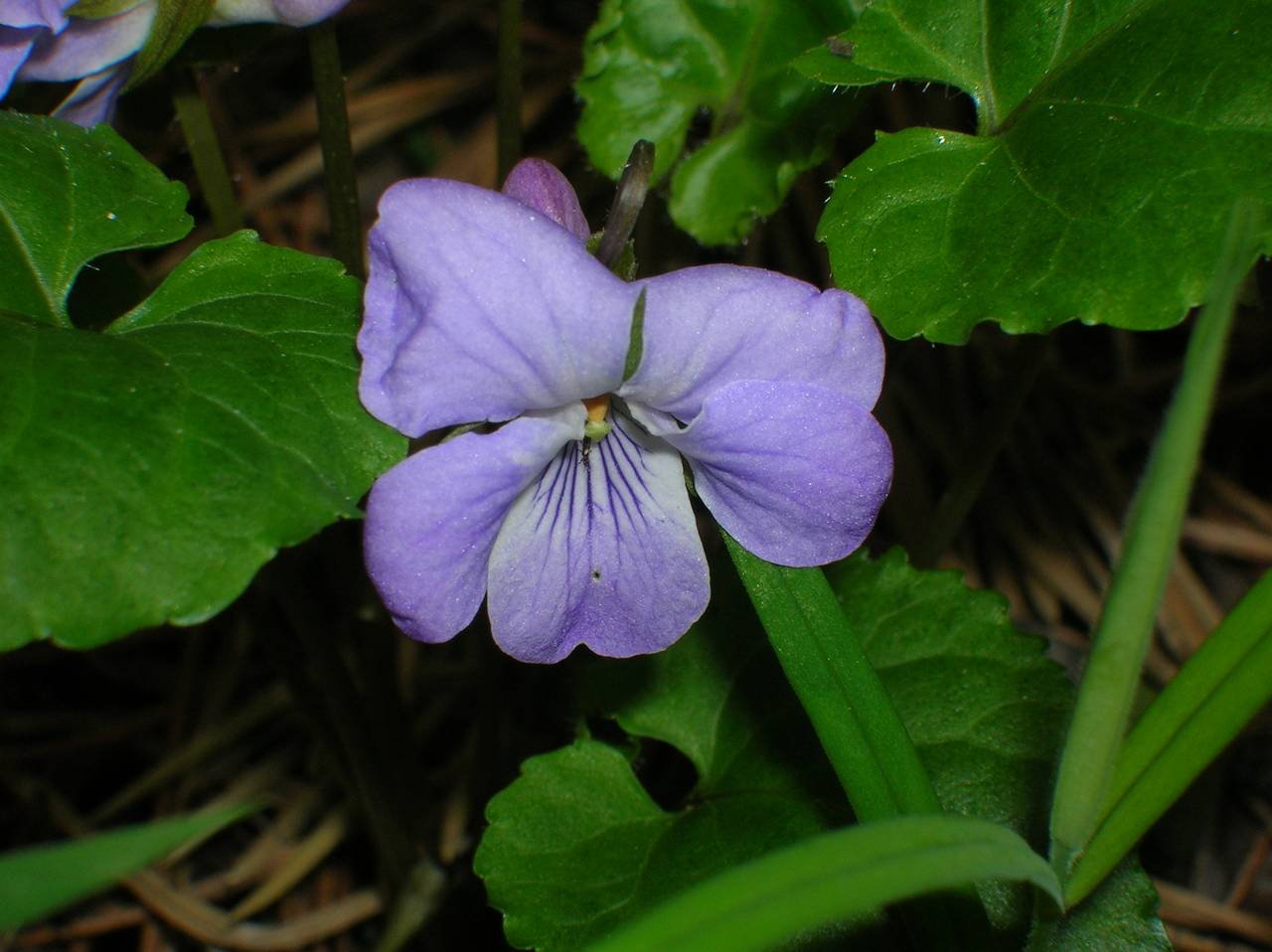 Viola selkirkii Pursh ex Goldie