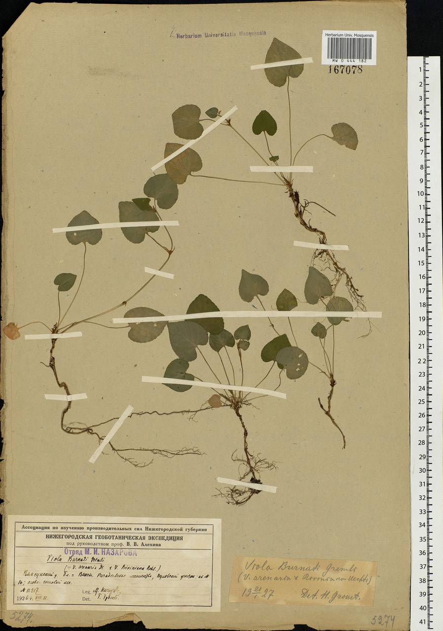Viola × burnatii Gremli, Восточная Европа, Волжско-Камский район (E7) (Россия)