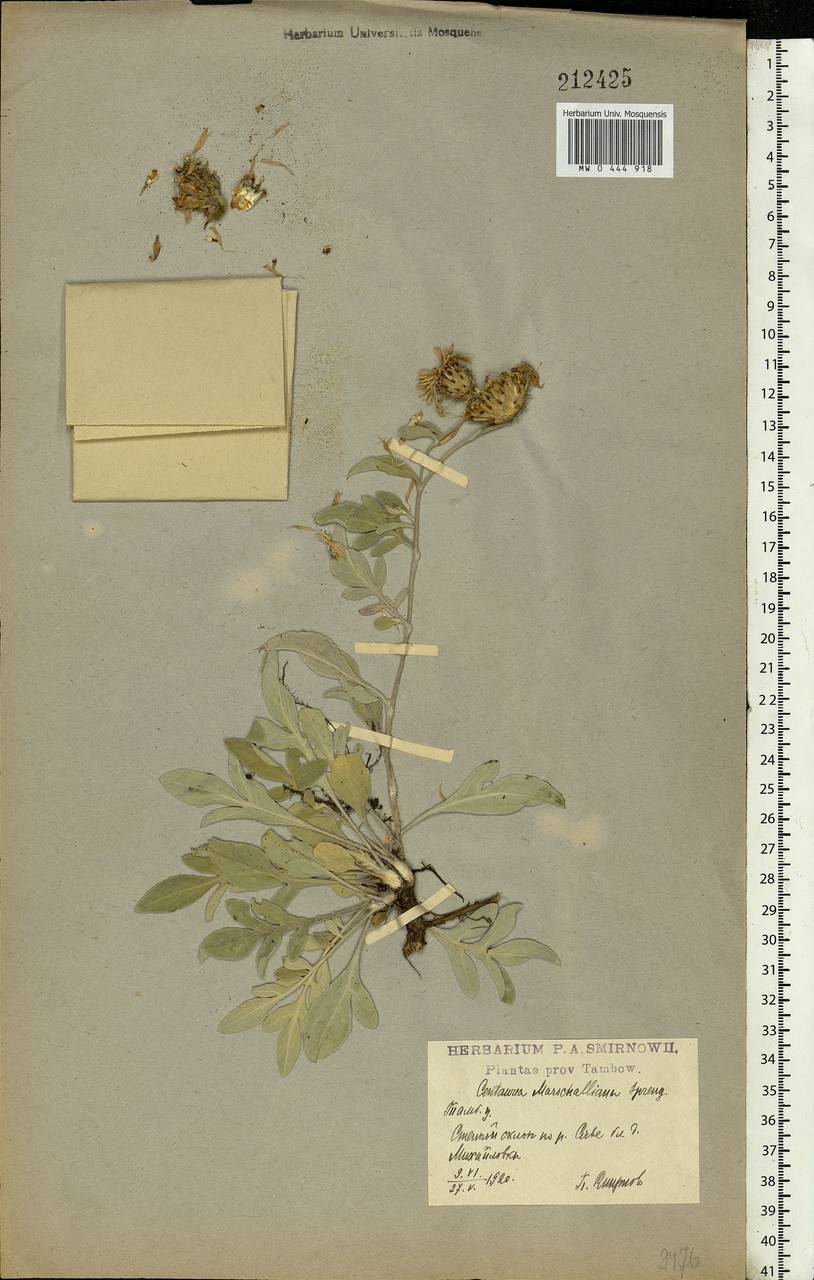 Псефеллюс Маршалла (Spreng.) C. Koch, Восточная Европа, Центральный лесостепной район (E6) (Россия)