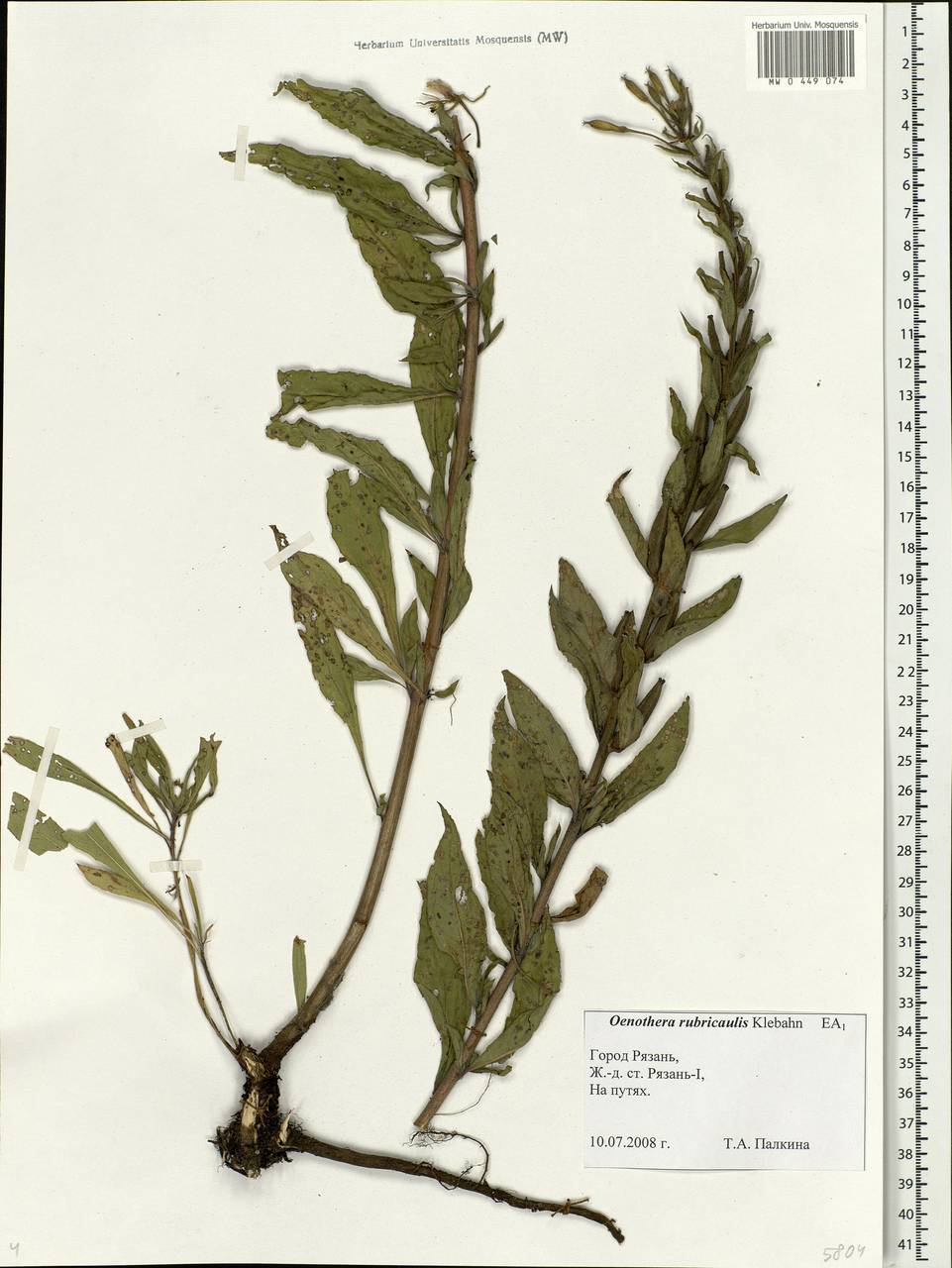 Oenothera × rubricaulis Kleb., Восточная Европа, Центральный район (E4) (Россия)
