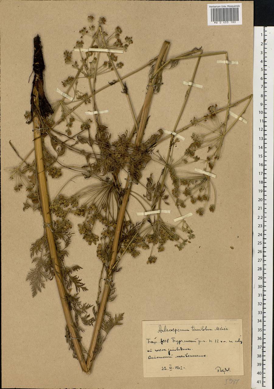 Бороздоплодник многораздельный (Sm.) Meinsh., Восточная Европа, Восточный район (E10) (Россия)