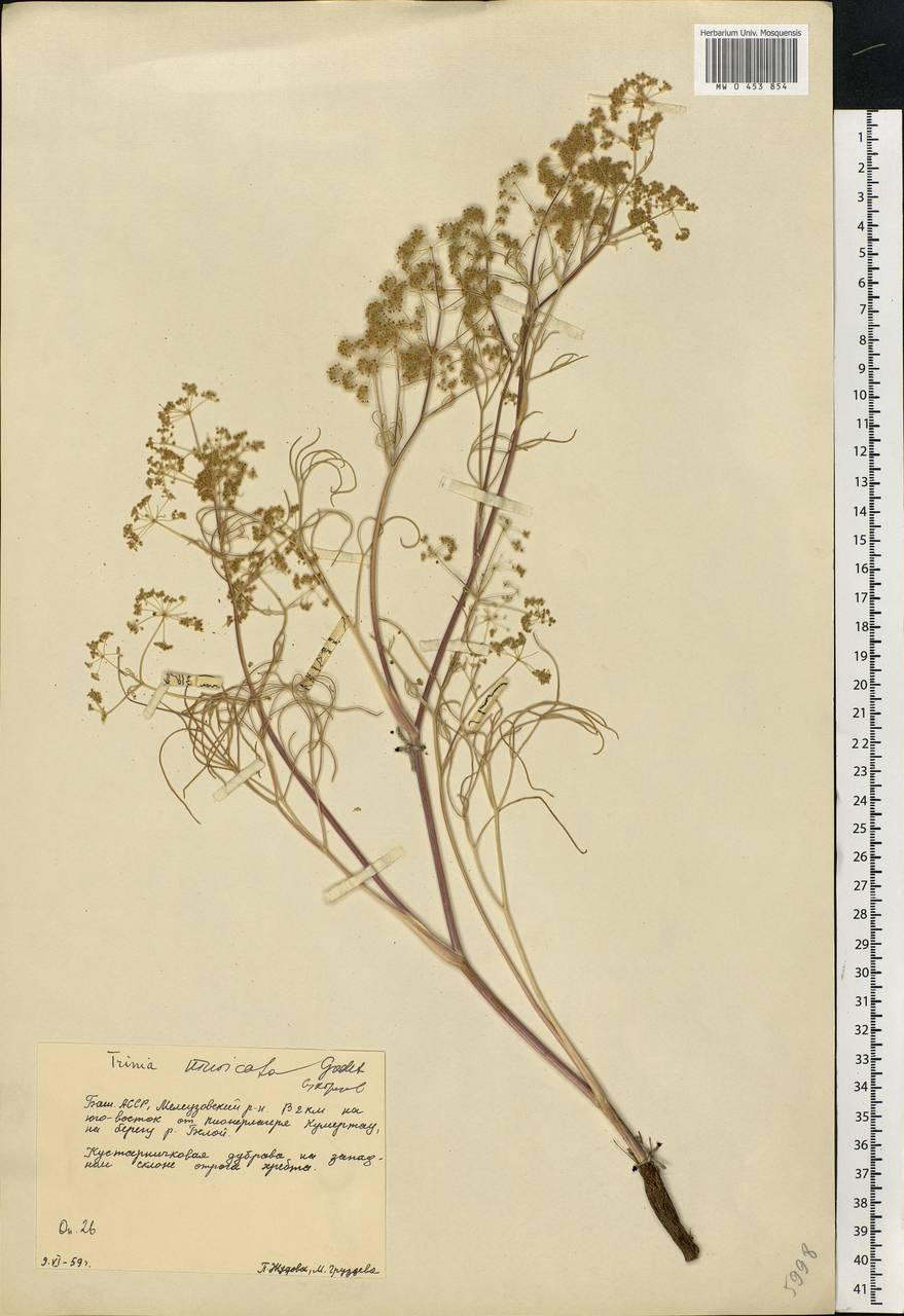 Триния мягкоигольчатая Godet, Восточная Европа, Восточный район (E10) (Россия)
