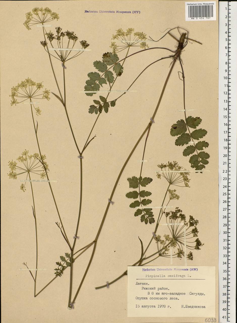 MW0454787, Pimpinella saxifraga (Бедренец камнеломковый, Бедренец-камнеломка), specimen