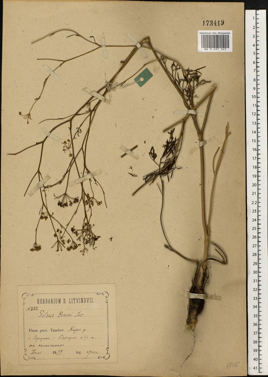 Морковник обыкновенный (L.) Schinz & Thell., Восточная Европа, Центральный лесостепной район (E6) (Россия)
