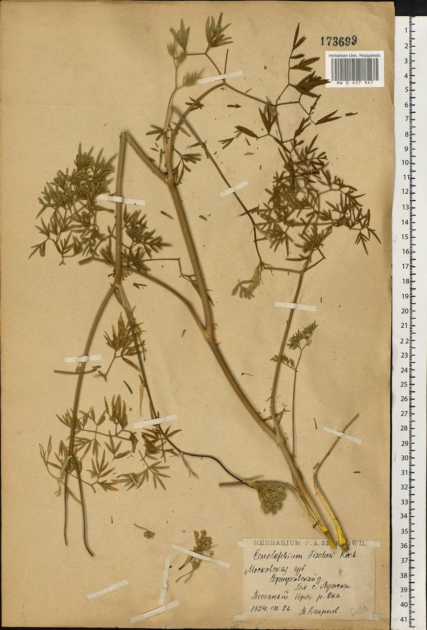 Cenolophium fischeri (Spreng.) W. D. J. Koch, Восточная Европа, Московская область и Москва (E4a) (Россия)