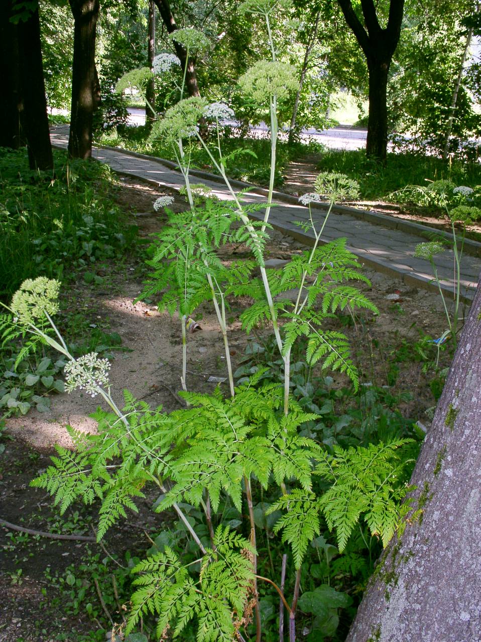 Гирчовник влагалищный - 3259063