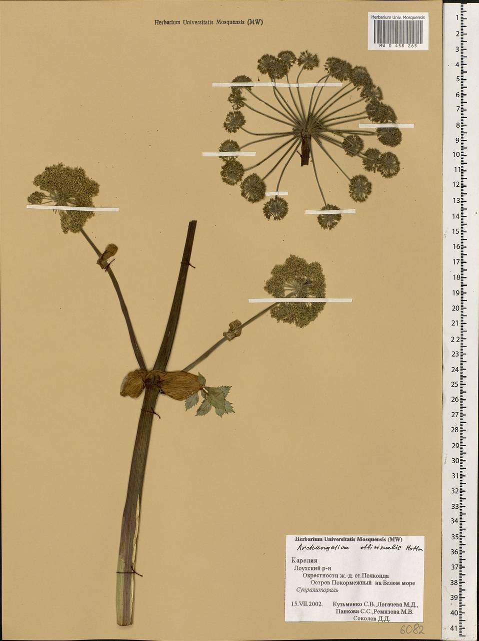 MW0458265, Angelica archangelica (Дудник лекарственный, Дягиль ...