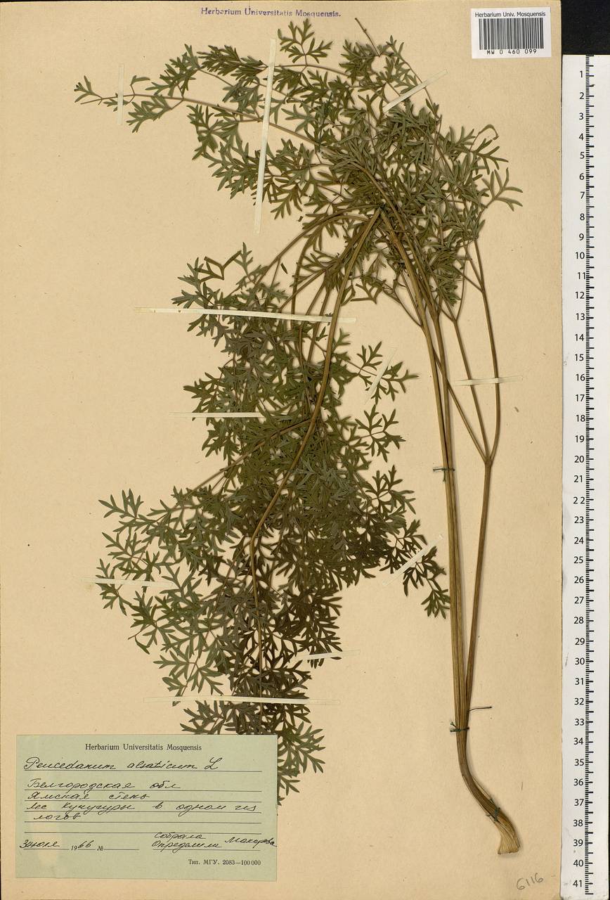Златогоричник морозниковый (L.) Schur, Восточная Европа, Центральный лесостепной район (E6) (Россия)