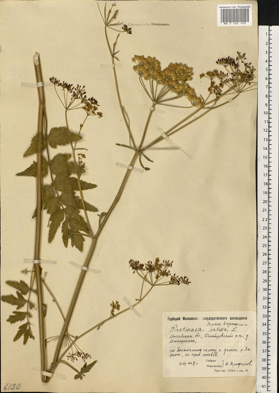 Пастернак луговой растение фото и описание