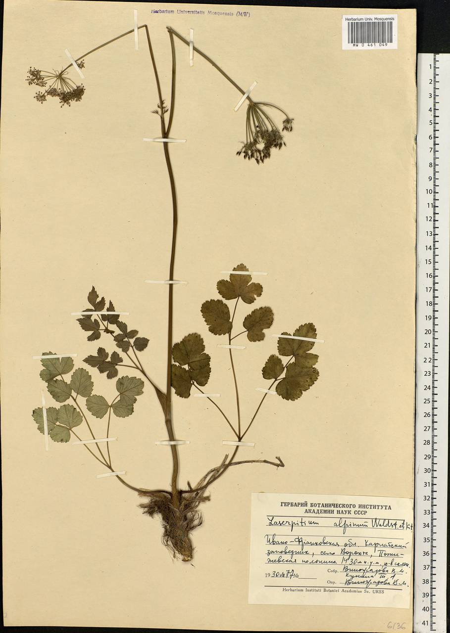 Laserpitium krapffii subsp. krapffii, Восточная Европа, Западно-Украинский район (E13) (Украина)