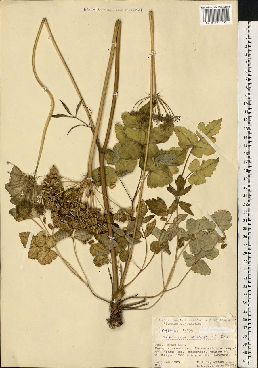 Laserpitium krapffii subsp. krapffii, Восточная Европа, Западно-Украинский район (E13) (Украина)