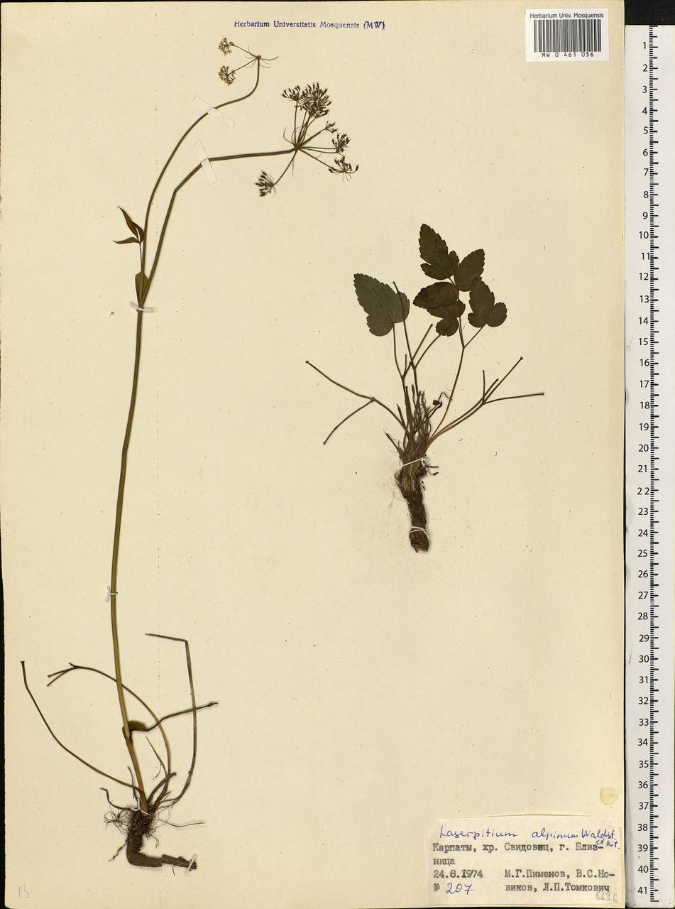 Laserpitium krapffii subsp. krapffii, Восточная Европа, Западно-Украинский район (E13) (Украина)