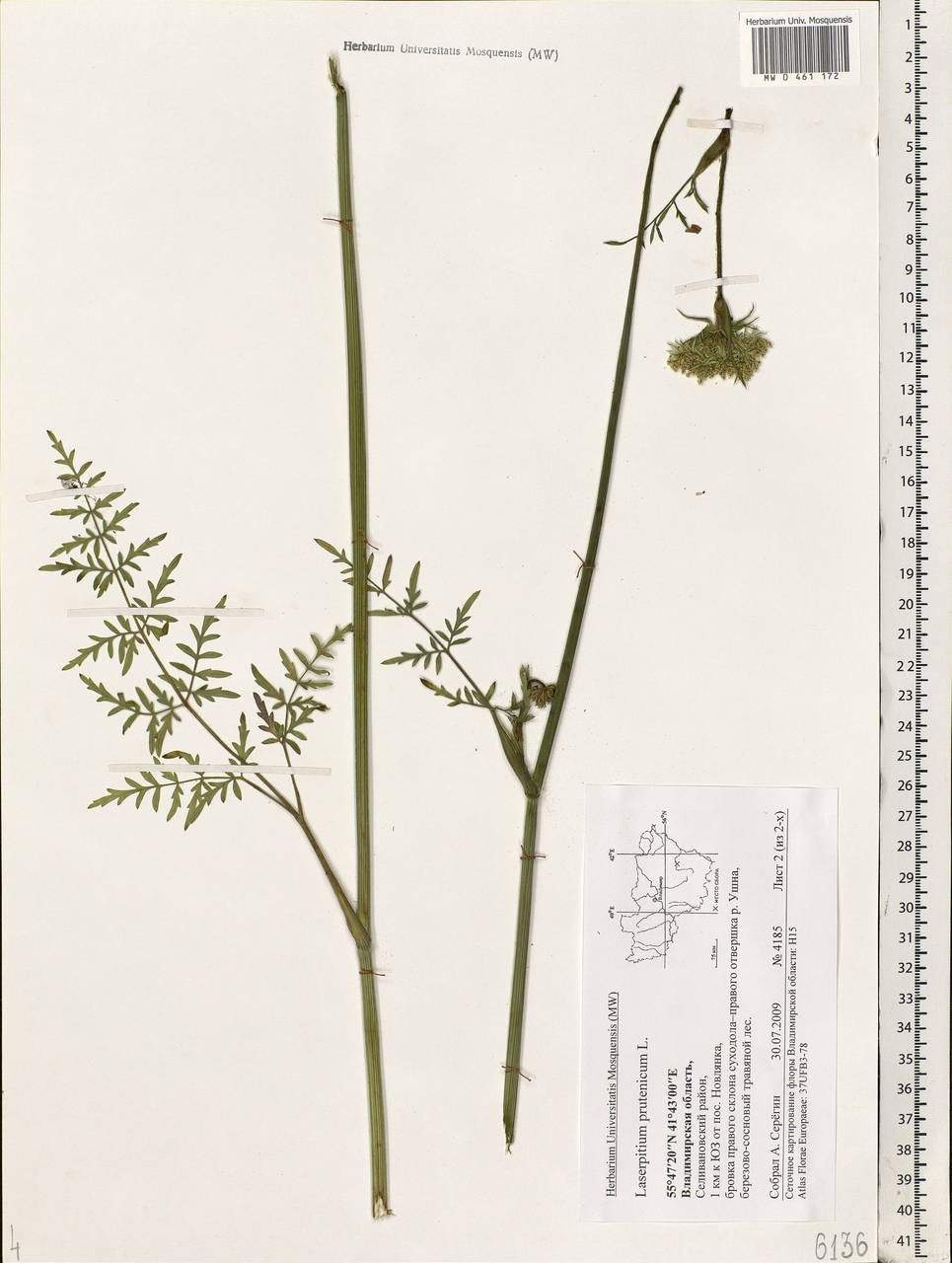 Silphiodaucus prutenicus subsp. prutenicus, Восточная Европа, Центральный район (E4) (Россия)