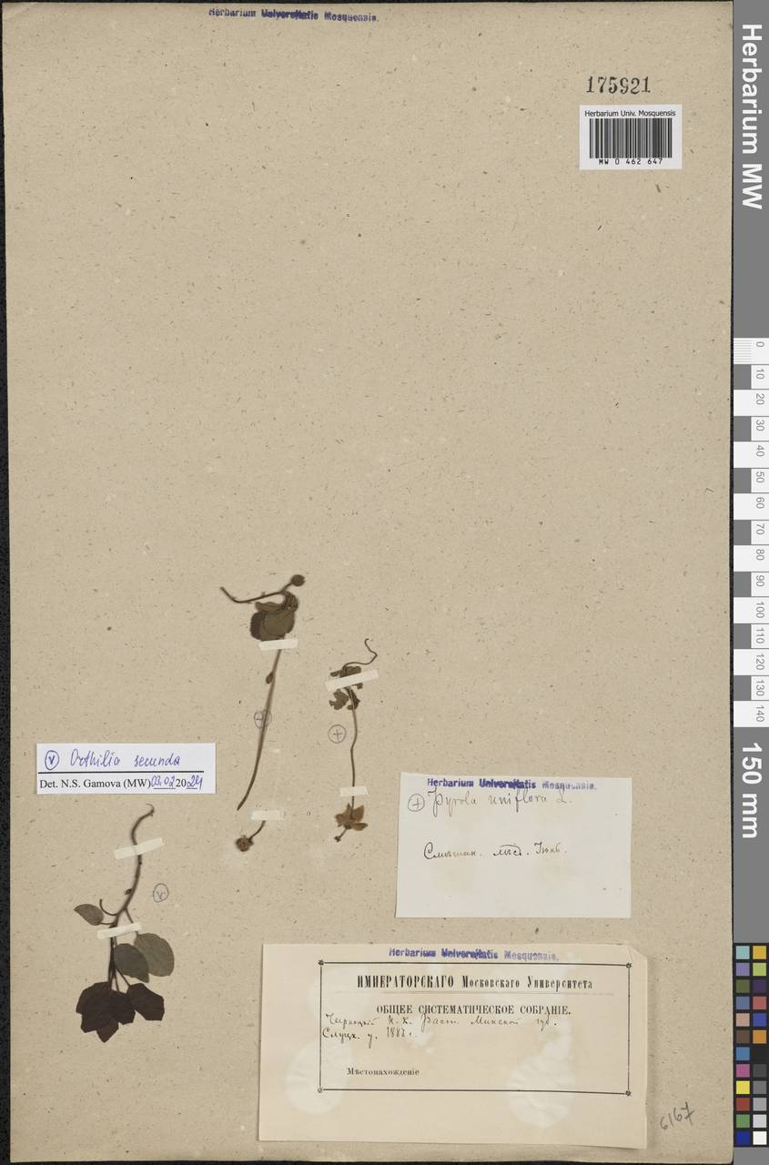 Ортилия однобокая (L.) House, Восточная Европа, Белоруссия (E3a) (Белоруссия)