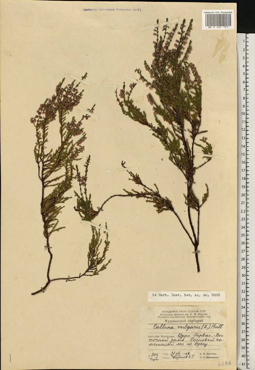Вереск обыкновенный (L.) Hull, Восточная Европа, Северный район (E1) (Россия)