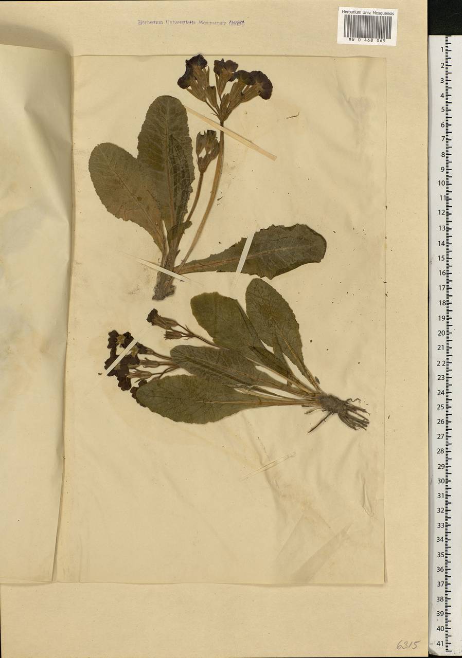 Первоцвет китайский Sabine ex Lindl., Восточная Европа, Северо-Западный район (E2) (Россия)