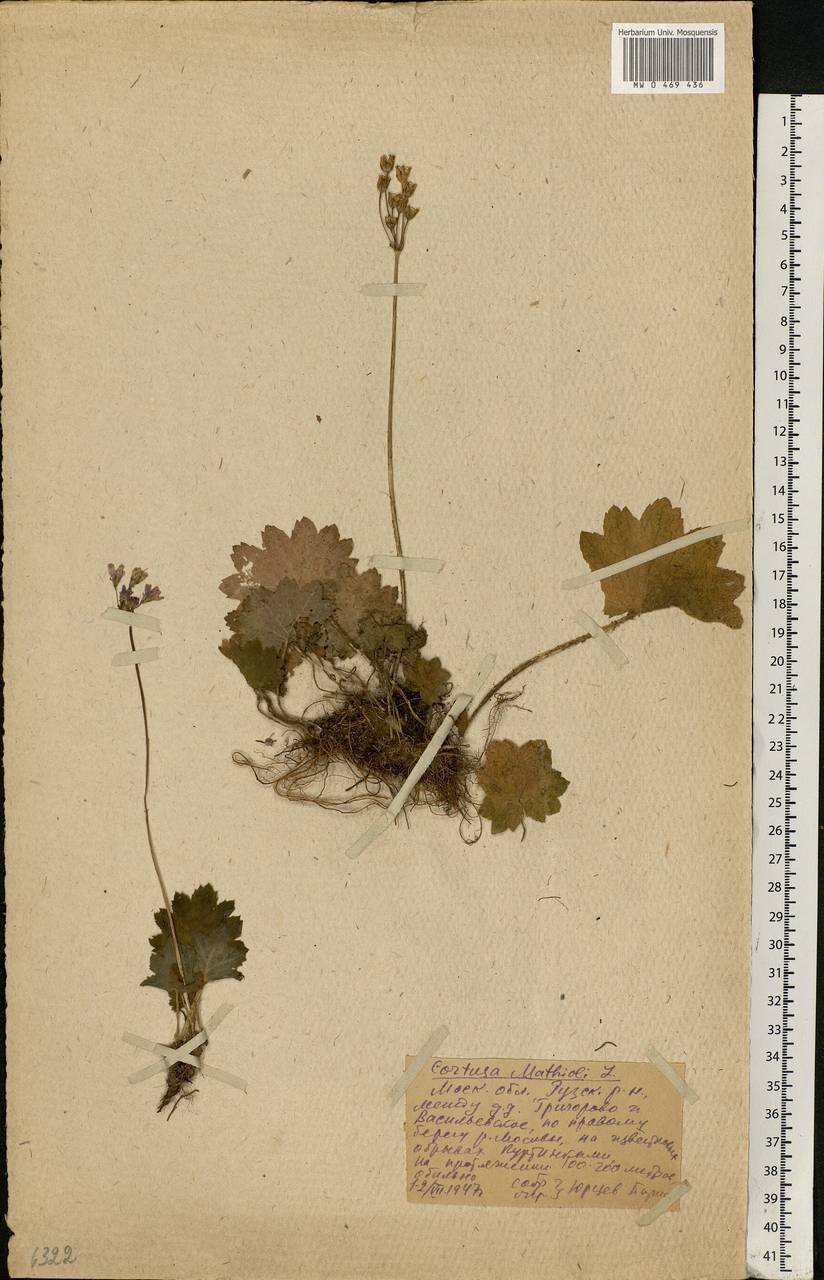 Primula matthioli subsp. matthioli, Восточная Европа, Московская область и Москва (E4a) (Россия)