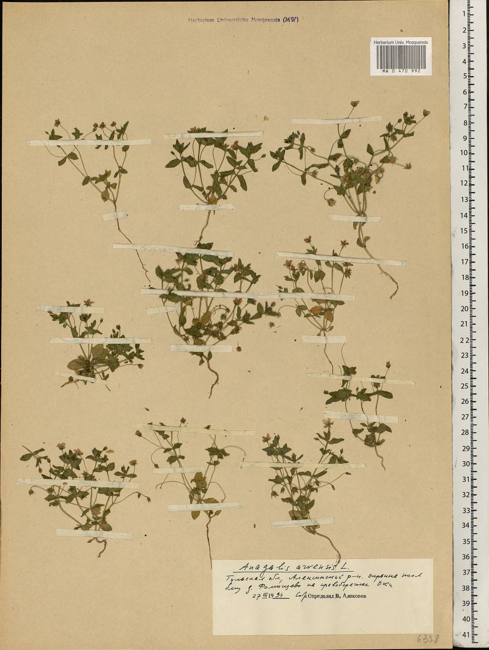 Lysimachia arvensis subsp. arvensis, Восточная Европа, Центральный район (E4) (Россия)