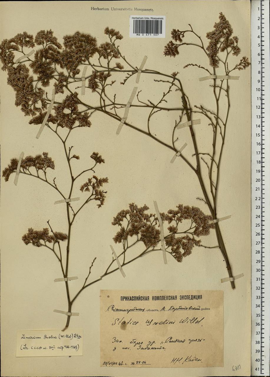 Limonium gmelini (Willd.) Kuntze, Восточная Европа, Нижневолжский район (E9) (Россия)