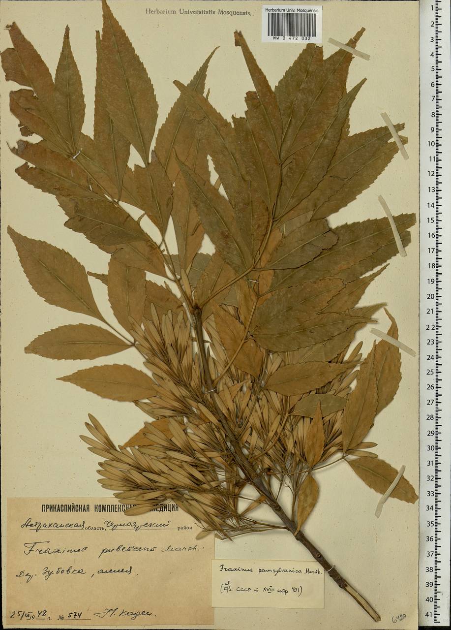 Fraxinus pennsylvanica гербарий