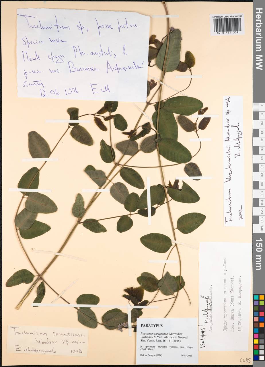 Poacynum tauricum (Pobed.) Mavrodiev, Laktionov & Yu. E. Alexeev, Восточная Европа, Нижневолжский район (E9) (Россия)