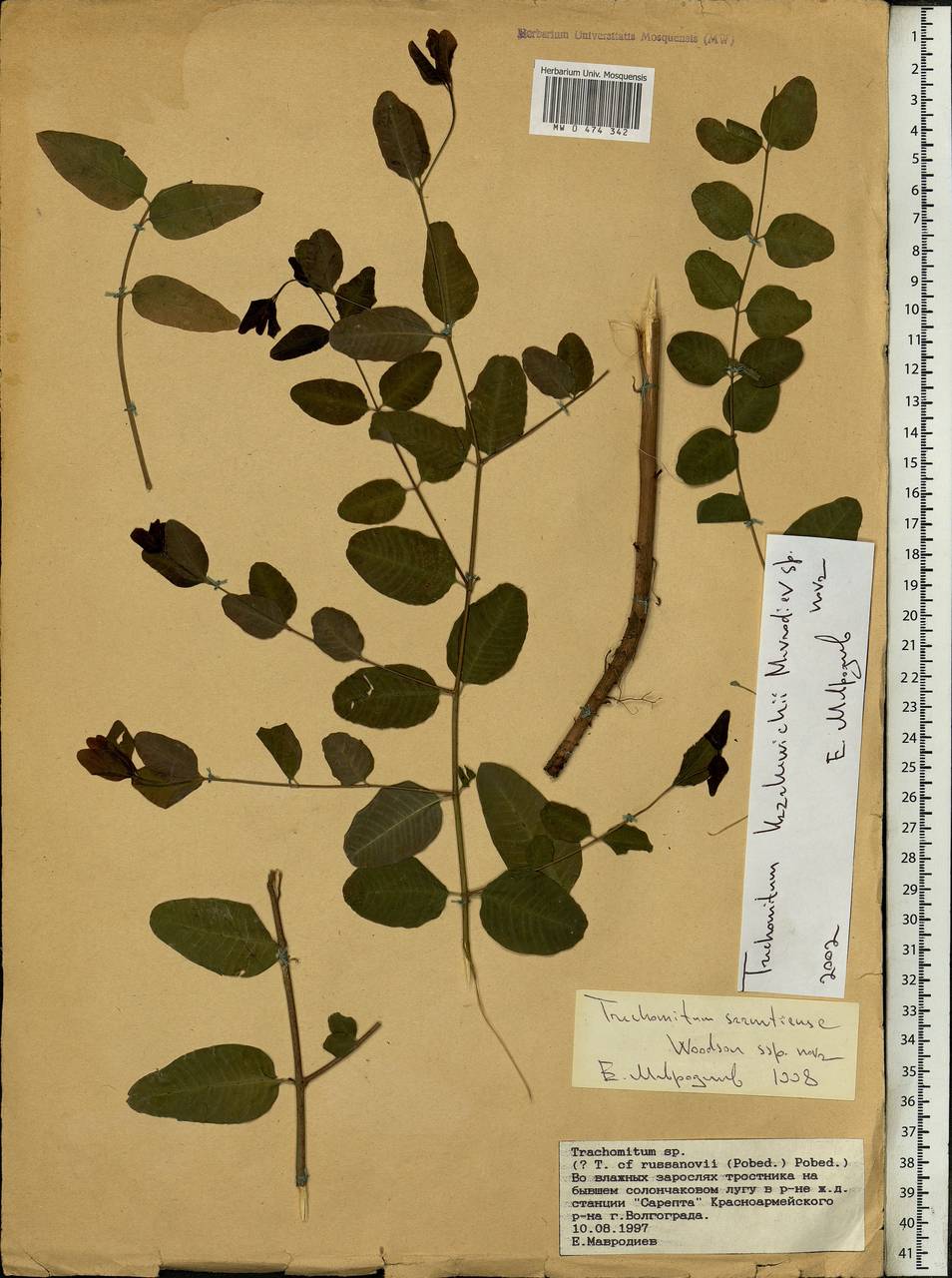 Poacynum tauricum (Pobed.) Mavrodiev, Laktionov & Yu. E. Alexeev, Восточная Европа, Нижневолжский район (E9) (Россия)