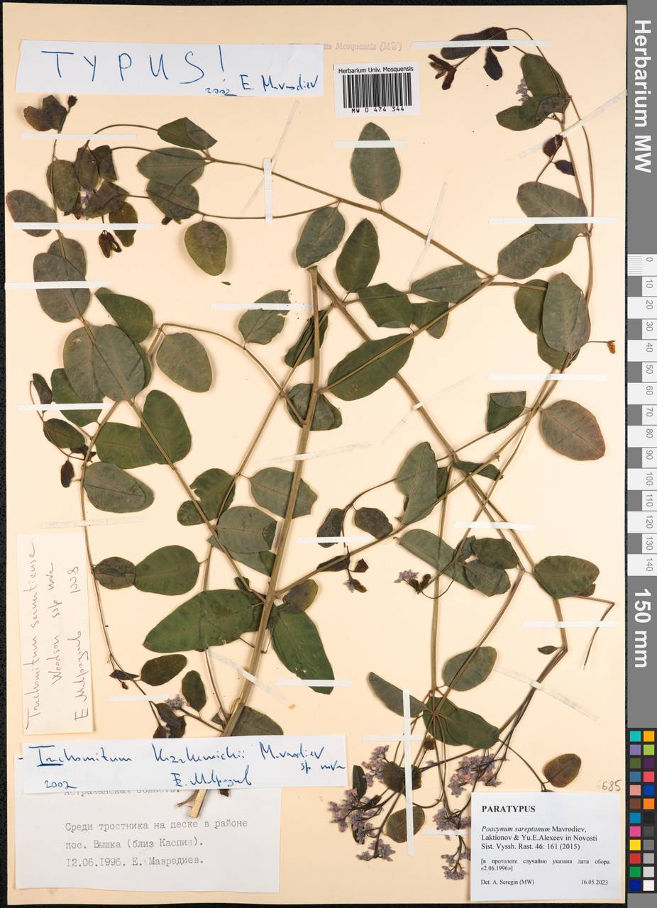 Poacynum tauricum (Pobed.) Mavrodiev, Laktionov & Yu. E. Alexeev, Восточная Европа, Нижневолжский район (E9) (Россия)