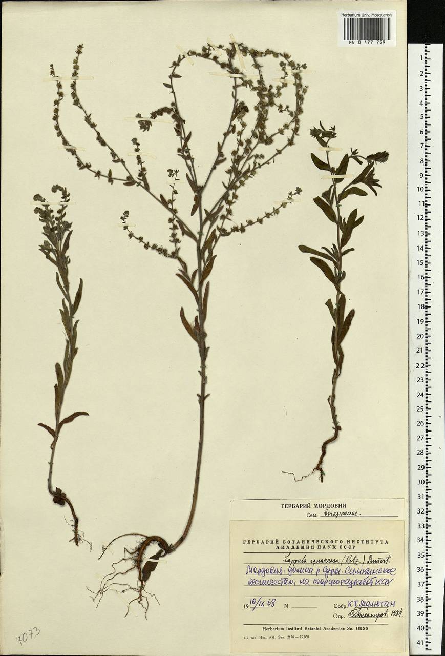 Липучка растопыренная (Lappula squarrosa)