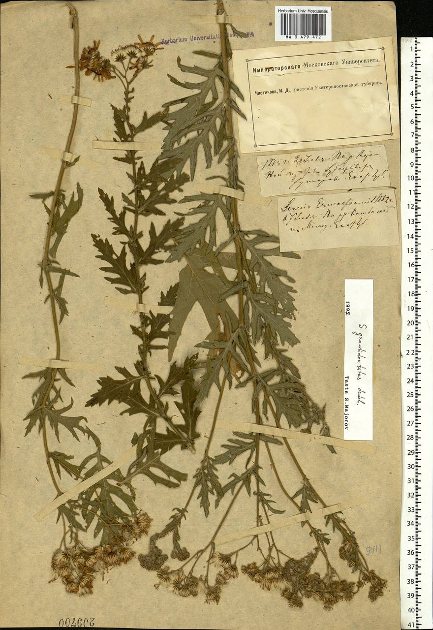 Jacobaea erucifolia subsp. grandidentata (Ledeb.) V. V. Fateryga & Fateryga, Восточная Европа, Южно-Украинский район (E12) (Украина)