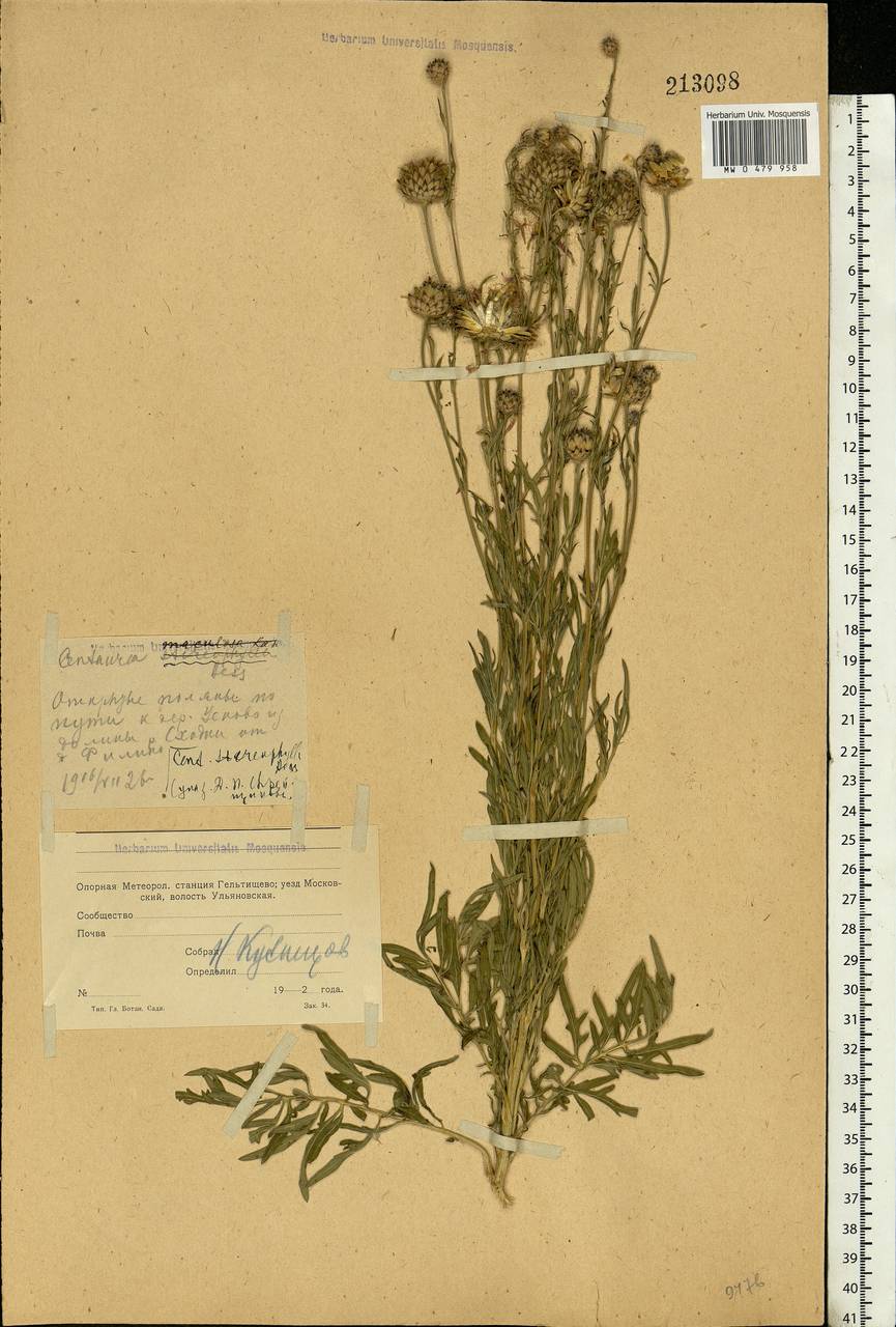 Василек жестколистный Besser, Восточная Европа, Московская область и Москва (E4a) (Россия)