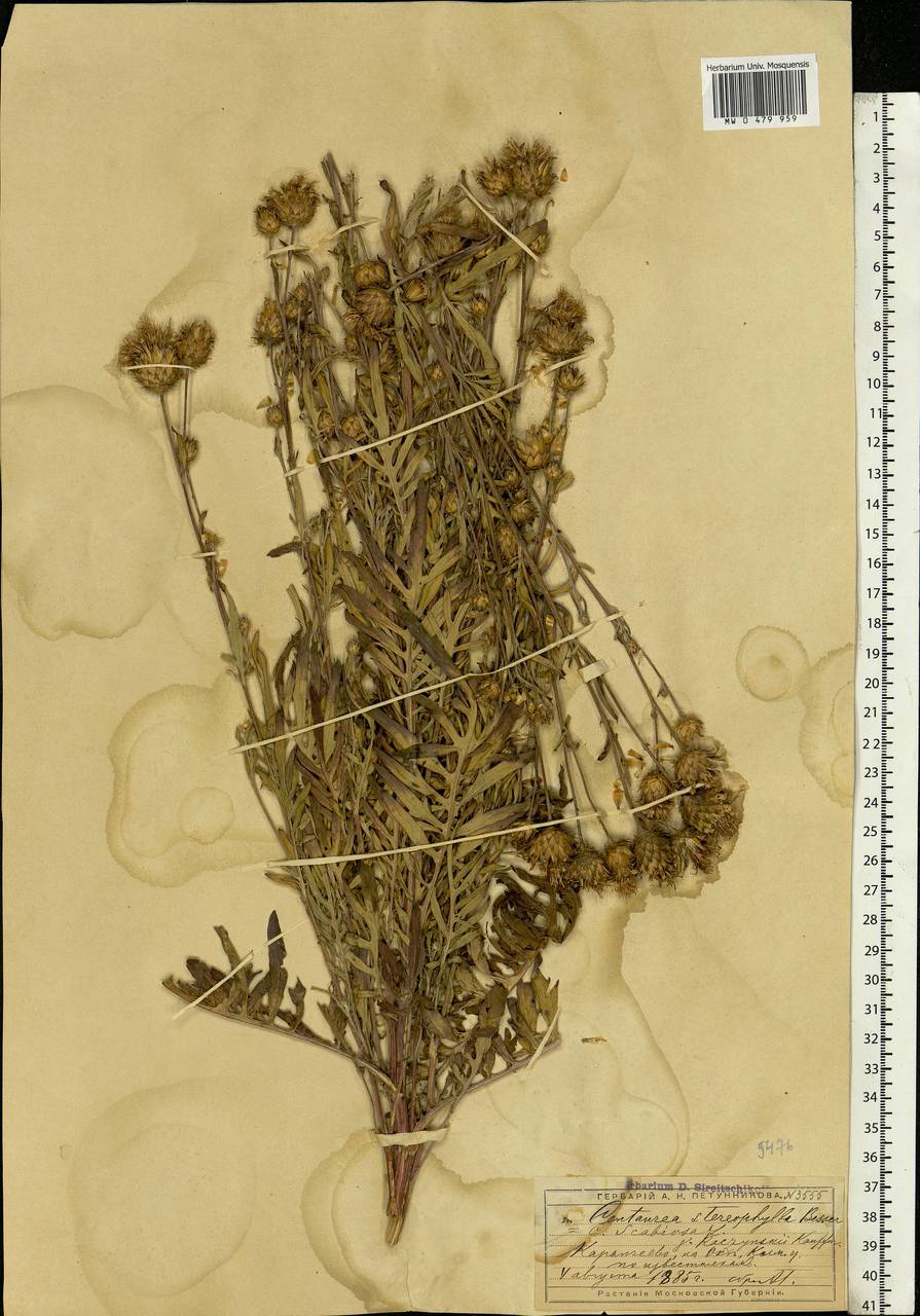 Василек жестколистный Besser, Восточная Европа, Московская область и Москва (E4a) (Россия)