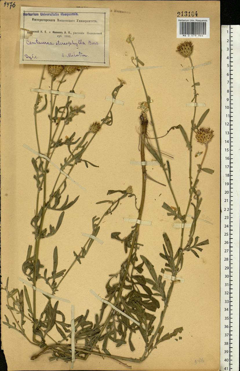 Василек жестколистный Besser, Восточная Европа, Южно-Украинский район (E12) (Украина)