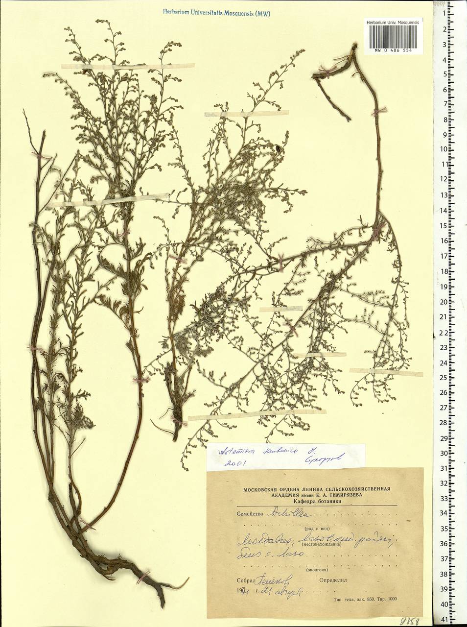 Artemisia caerulescens subsp. caerulescens, Восточная Европа, Молдавия (E13a) (Молдавия)