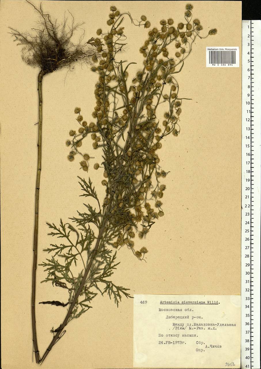 Artemisia sieversiana