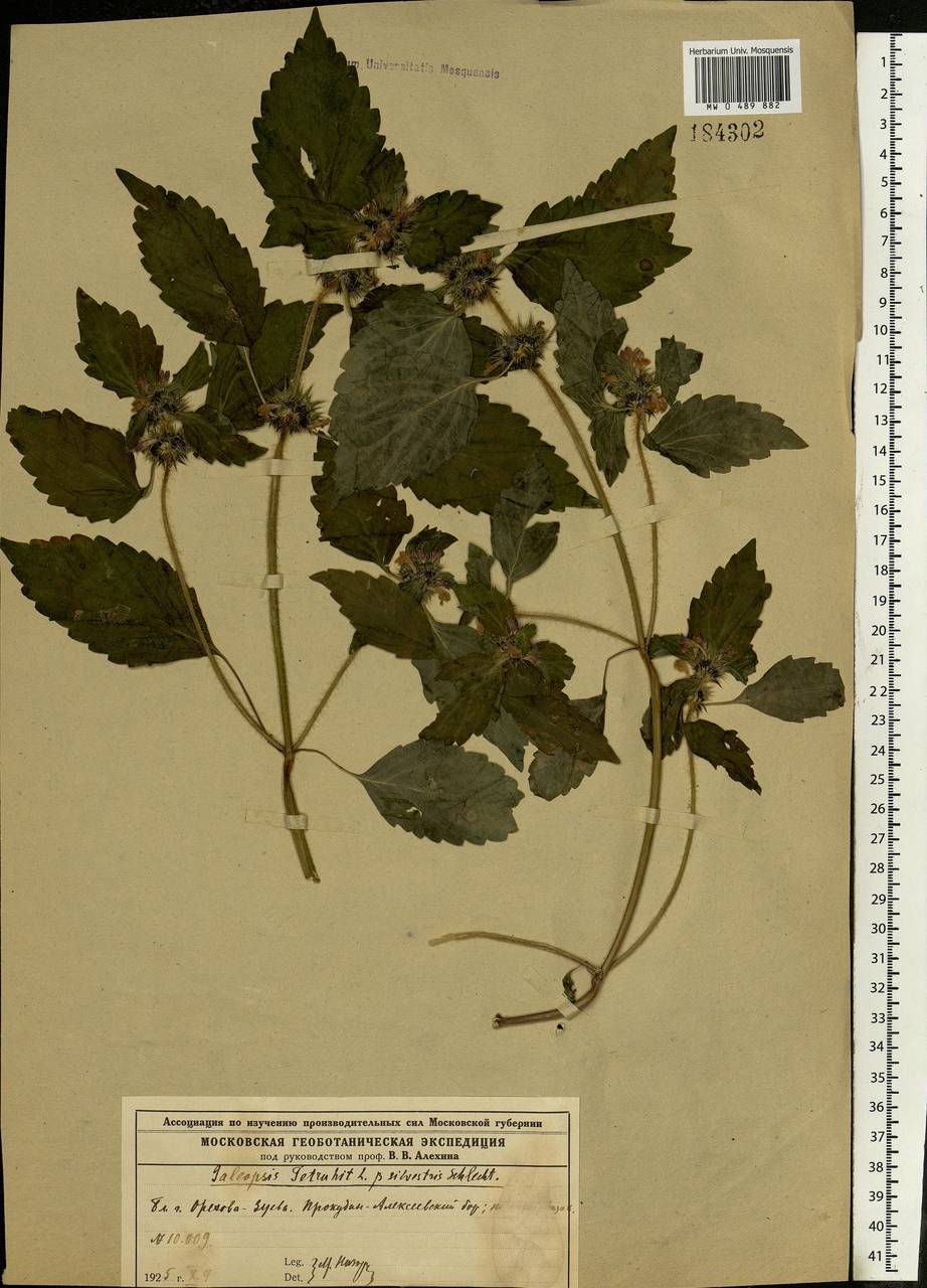 Пикульник обыкновенный L., Восточная Европа, Московская область и Москва (E4a) (Россия)