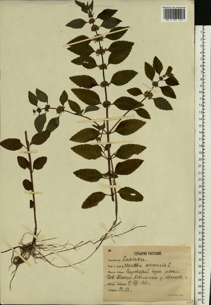 Mentha arvensis гербарий