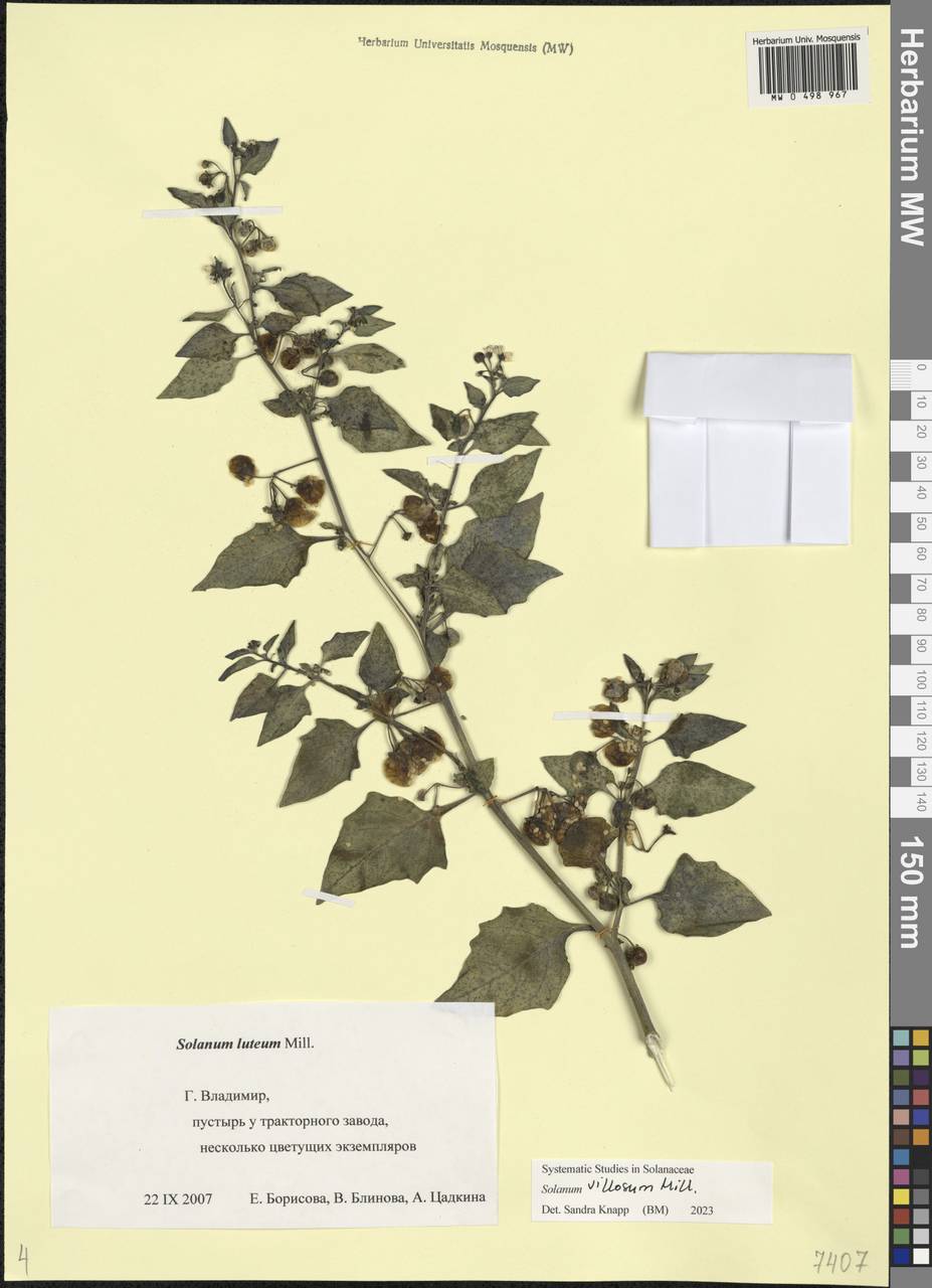 Паслен мохнатый Mill., Восточная Европа, Центральный район (E4) (Россия)