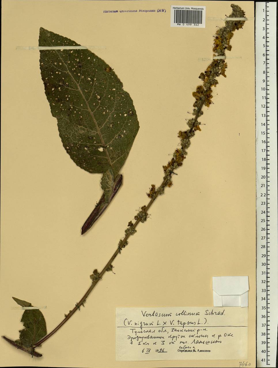 Verbascum phoeniceum subsp. phoeniceum, Восточная Европа, Центральный район (E4) (Россия)